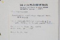 華中瘤足蕨藏品圖，第2張