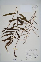 華中瘤足蕨藏品圖，第1張