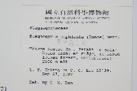 華中瘤足蕨藏品圖，第2張