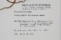 台灣瘤足蕨藏品圖，第2張