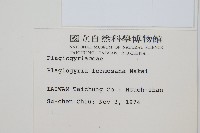 台灣瘤足蕨藏品圖，第2張