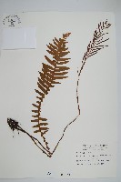 耳形瘤足蕨藏品圖，第1張