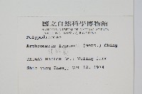 肢節蕨藏品圖，第2張