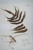 肢節蕨藏品圖，第1張