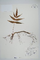 肢節蕨藏品圖，第1張