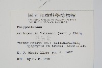 肢節蕨藏品圖，第2張