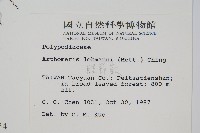 肢節蕨藏品圖，第2張