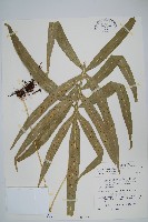 大線蕨藏品圖，第1張