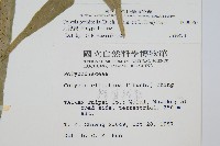 大線蕨藏品圖，第2張