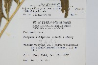 大線蕨藏品圖，第2張