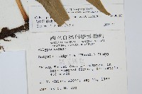 大線蕨藏品圖，第2張