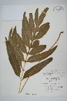 大線蕨藏品圖，第1張