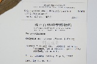 大線蕨藏品圖，第2張