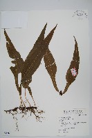 大線蕨藏品圖，第3張