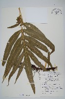 大線蕨藏品圖，第1張