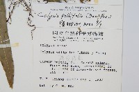 大線蕨藏品圖，第2張