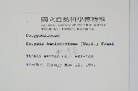 斷線蕨藏品圖，第2張