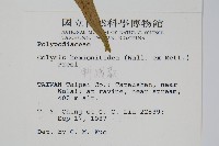 斷線蕨藏品圖，第2張