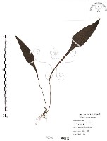 萊氏線蕨藏品圖，第1張