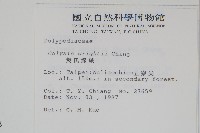 萊氏線蕨藏品圖，第2張