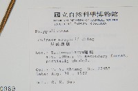 萊氏線蕨藏品圖，第2張