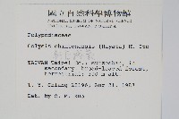 新店線蕨藏品圖，第2張