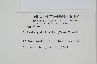 大線蕨藏品圖，第2張