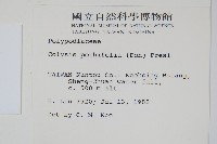 大線蕨藏品圖，第2張