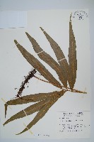 大線蕨藏品圖，第1張