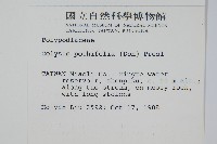 大線蕨藏品圖，第2張