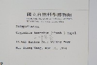 三葉茀蕨藏品圖，第2張