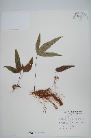 三葉茀蕨藏品圖，第1張