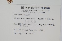 三葉茀蕨藏品圖，第2張