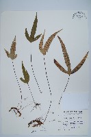 三葉茀蕨藏品圖，第1張