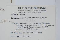 三葉茀蕨藏品圖，第2張