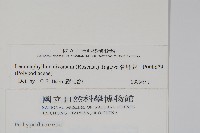 骨牌蕨藏品圖，第2張