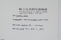 抱樹蕨、伏石蕨藏品圖，第2張