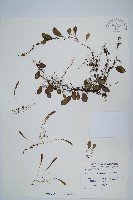 抱樹蕨、伏石蕨藏品圖，第1張