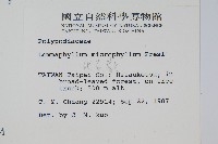 抱樹蕨、伏石蕨藏品圖，第2張