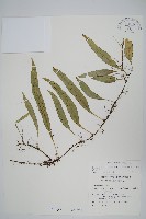 骨牌蕨藏品圖，第1張