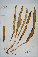 麟瓦葦、川上氏瓦葦藏品圖，第1張