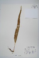 粵瓦葦藏品圖，第1張