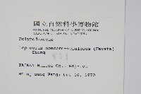 大星蕨藏品圖，第2張