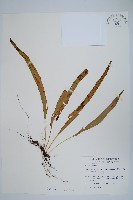 粵瓦葦藏品圖，第1張