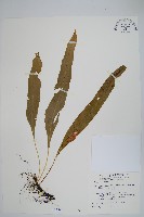 粵瓦葦藏品圖，第1張