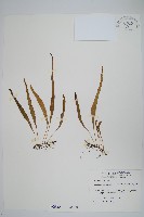 擬芨瓦葦藏品圖，第1張