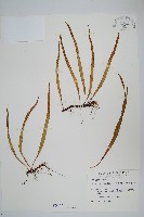 擬鱗瓦葦藏品圖，第1張