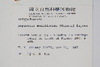 擬鱗瓦葦藏品圖，第2張