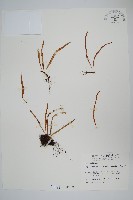 擬芨瓦葦藏品圖，第1張