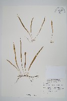 擬芨瓦葦藏品圖，第1張